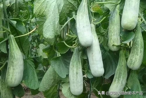 羊角蜜可以和甜瓜一起种植吗,羊角蜜甜瓜种植技术及适宜温度