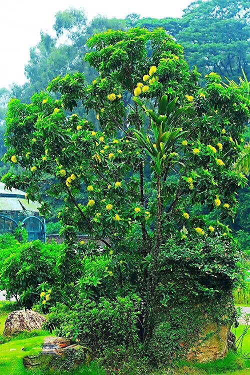 金黄熊猫,金黄色熊猫