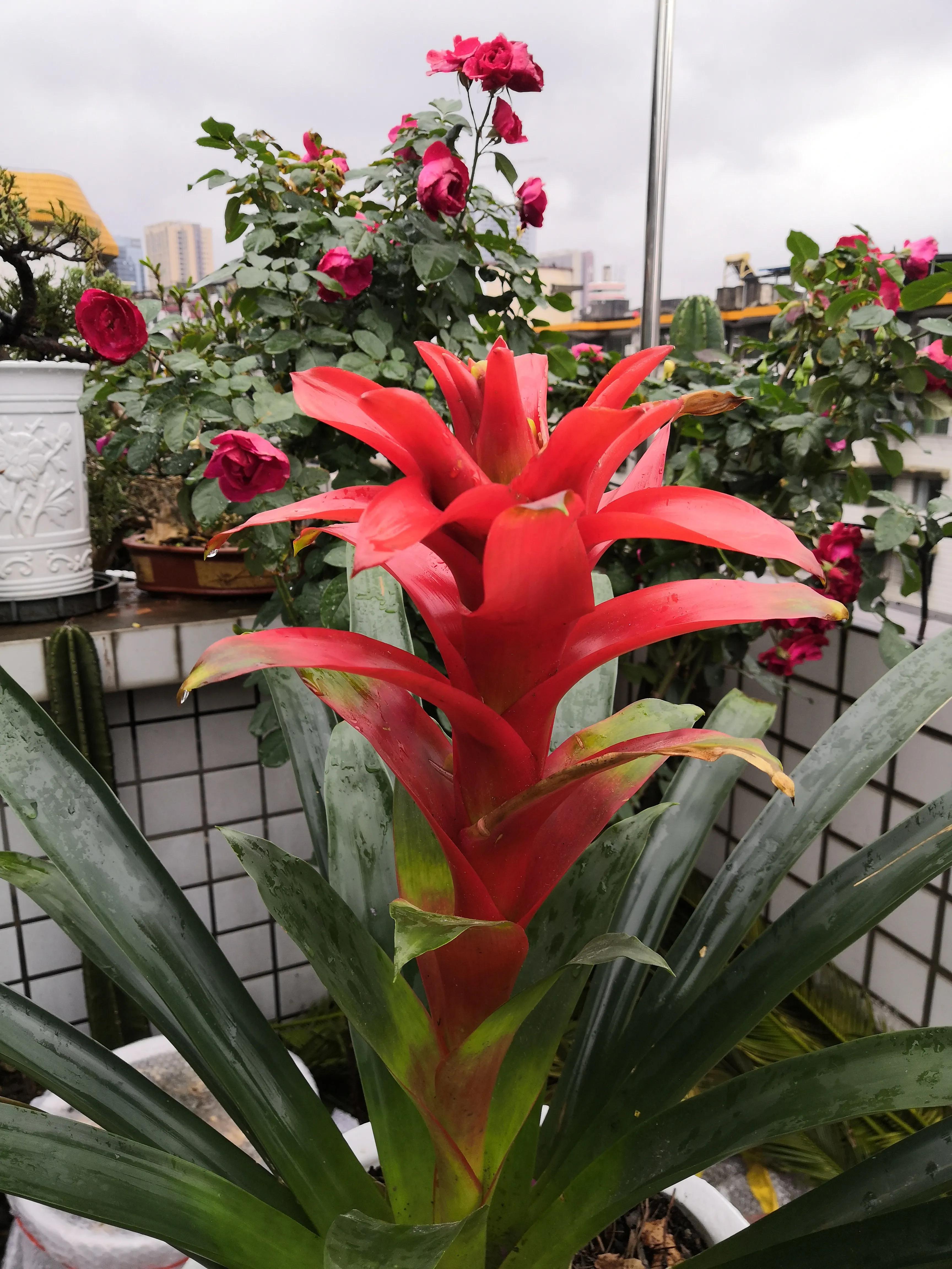 水塔花粉色,水塔花紫色