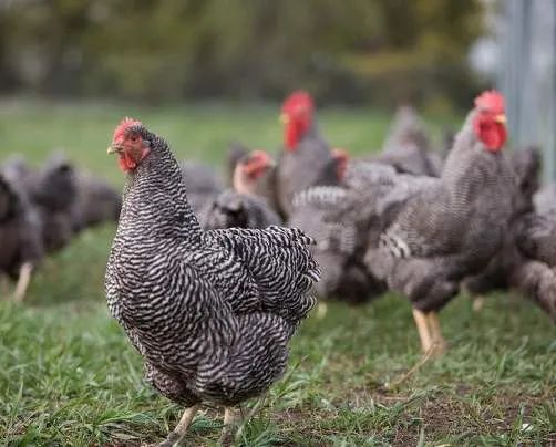芦花鸡的奥秘,芦花鸡的优点