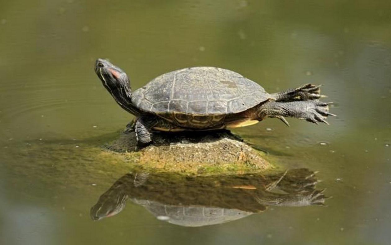 古井里有一只大乌龟,古井发现最大乌龟