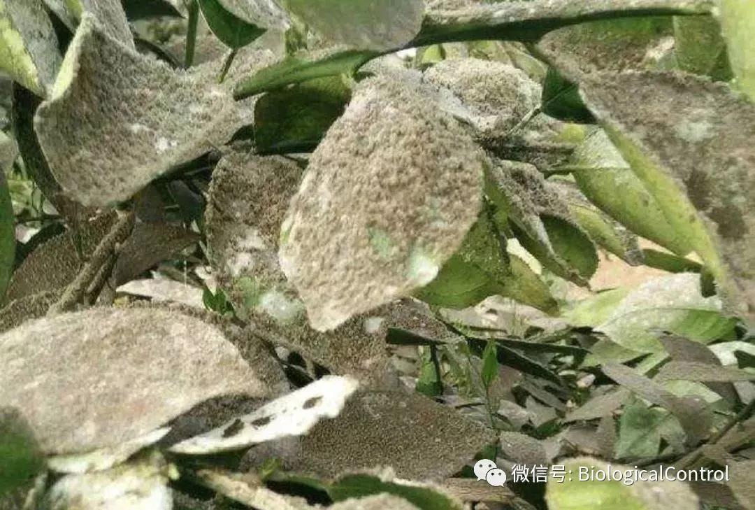 防治果树煤烟病用什么药,冬季果树炭疽病用什么药