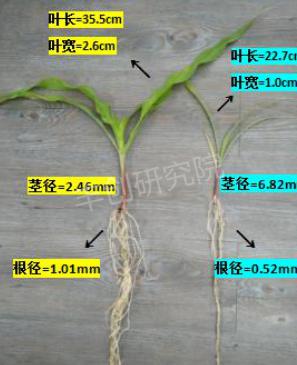 玉米出苗差、株矮、叶小？用这个肥，一棵能结一大捧