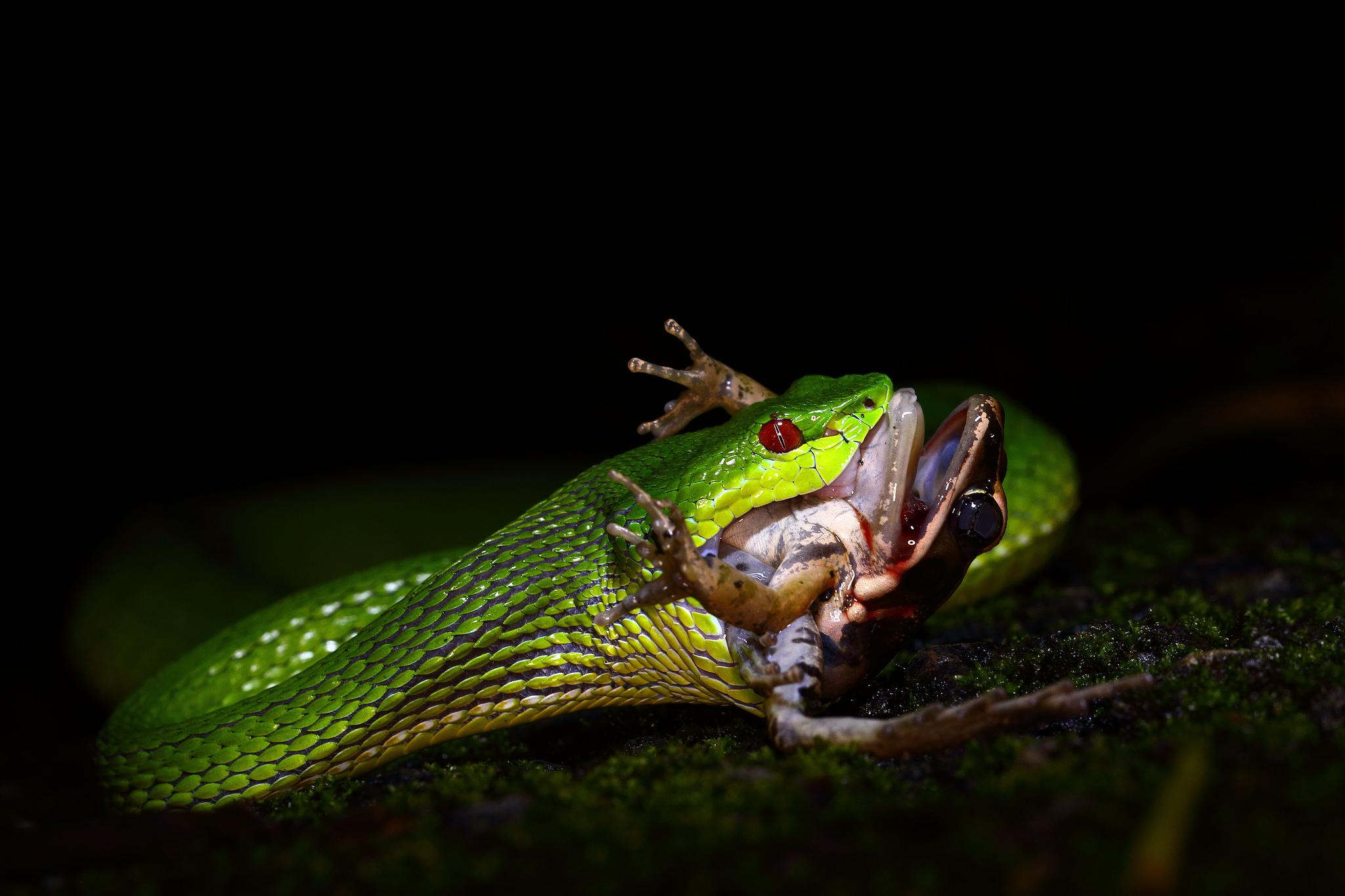 被竹叶青毒蛇咬了严重吗,小孩被竹叶青蛇咬伤
