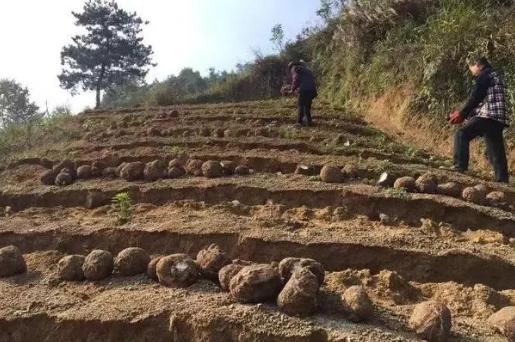 茯苓树叶子枯萎了,茯苓一般生长在死掉的松树根部吗