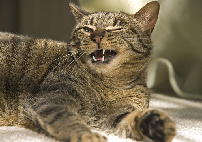 猫咪铲屎官必须知道的事情,猫咪肺部肿瘤症状及治疗方法