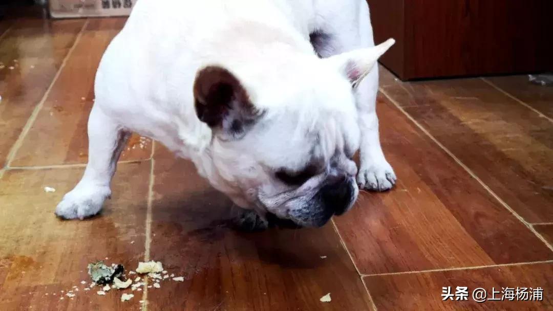 狗狗迷路自己跑进派出所报案,宠物狗狗报警