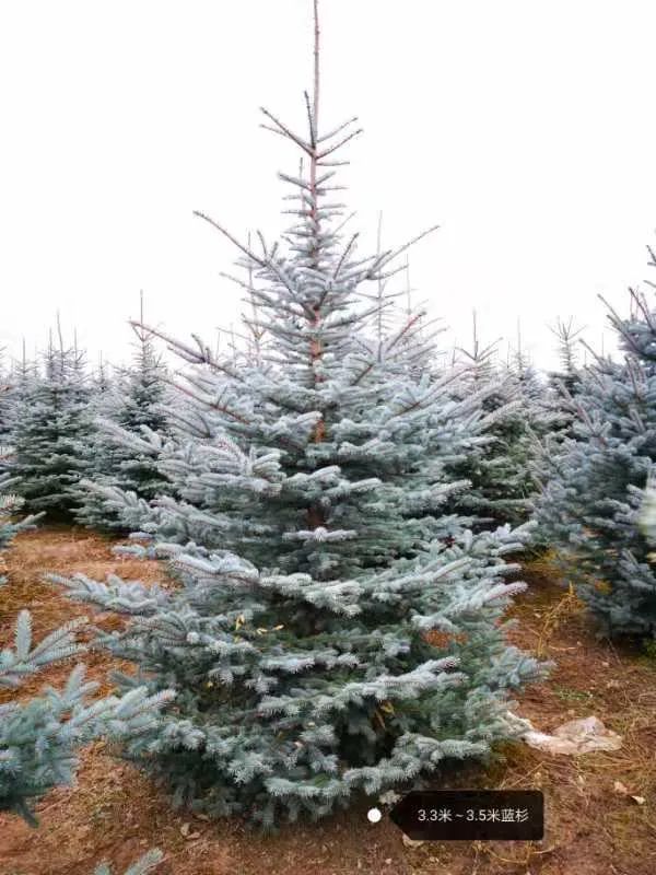 挪威云杉夏天怎么养,挪威云杉温和净肤