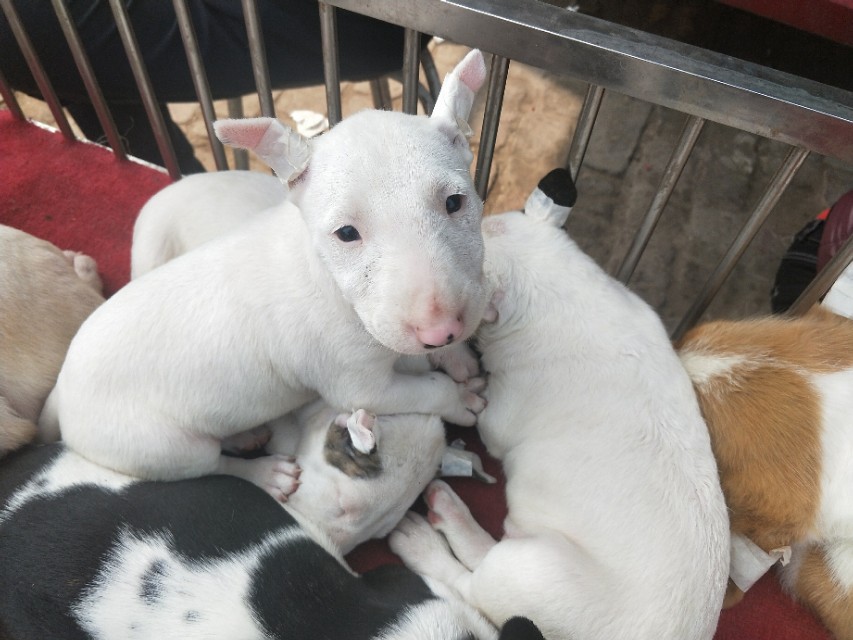 小伙去狗场抓德牧,开封狗市抓狗