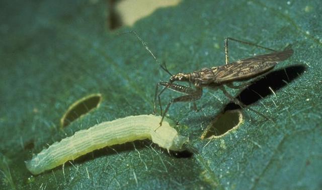 瓢虫害虫和益虫的区别图,益虫害虫有哪些视频