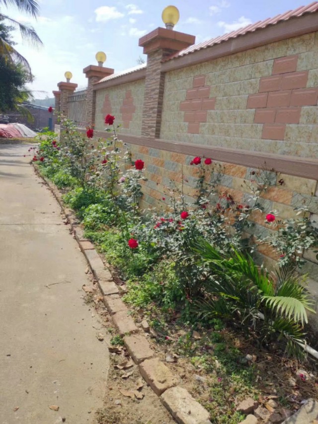 怎么种玫瑰花一年四季都有开花,玫瑰花怎么种可以一年四季都有