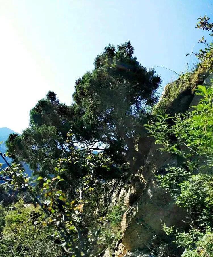 植物百科知识大全儿童,植物百科app