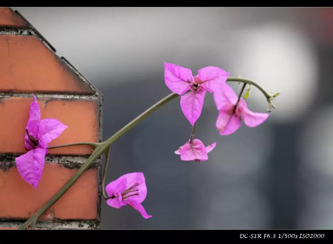 适马mc21转接环怎么样,适马mc21转接环升级教程