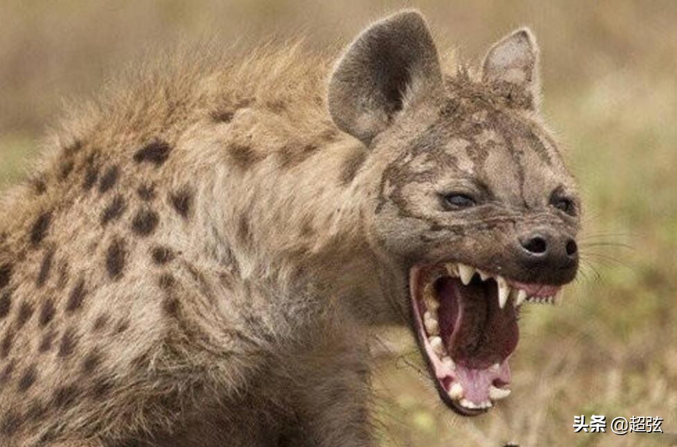 人类可以打赢鬣狗吗,人类能打得过鬣狗吗
