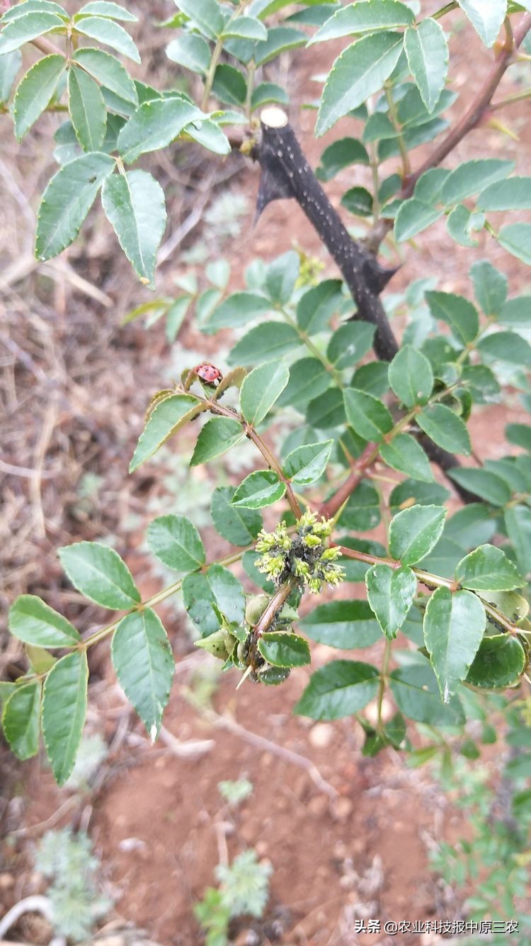 如何防治花椒树上的蚜虫,如何治花椒树上的蚜虫