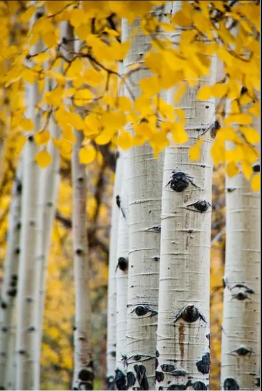 要想买房子应该先了解什么,桦木家具的优缺点总结