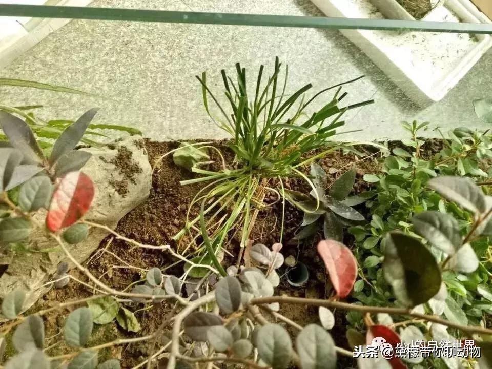 丛林造景黄缘龟池设计图大全,龟宝宝黄缘龟生态缸造景教程