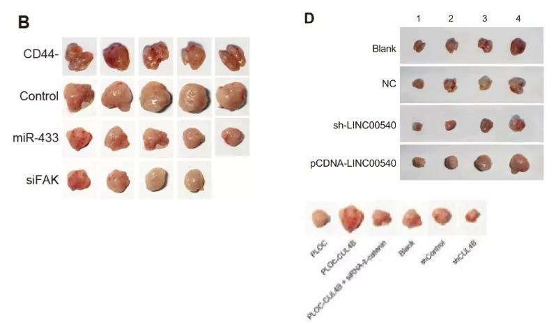 众多大佬沦陷“论文工厂”！112篇论文，55%获基金资助
