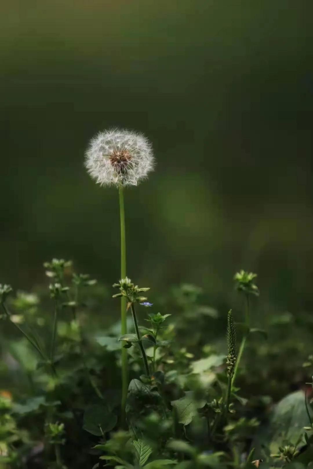 我的红旗梦,心中飘扬的红旗