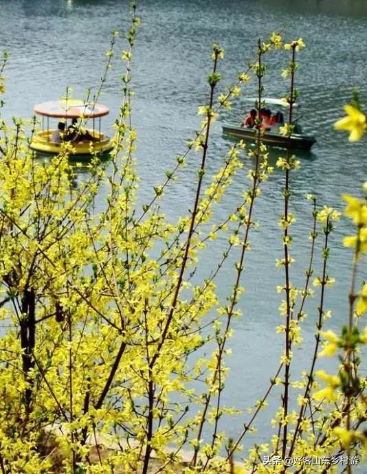 济南春季赏花自驾,济南踏青赏花新模式