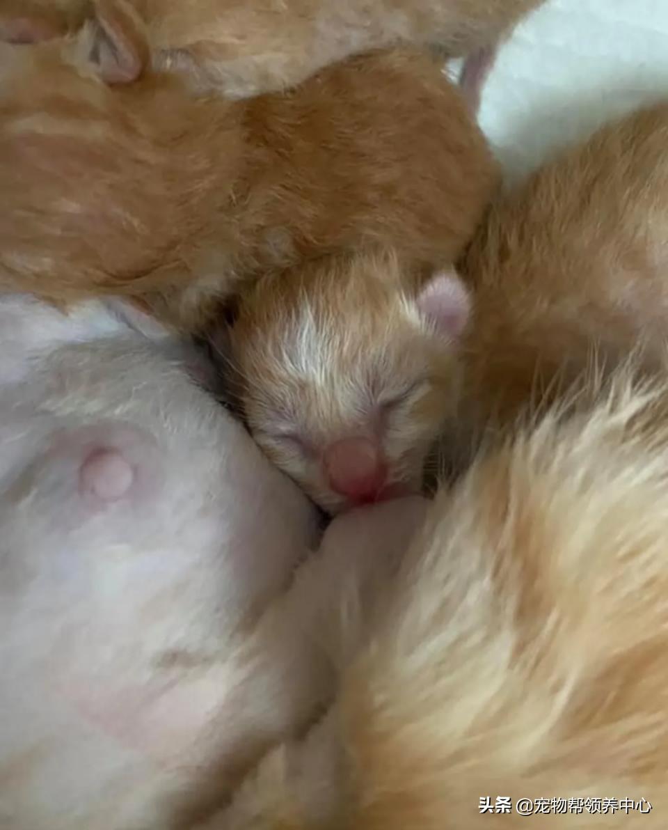 橘猫整日不出闺房却突然胎动？检查令爸崩溃：哪个死小子干的？