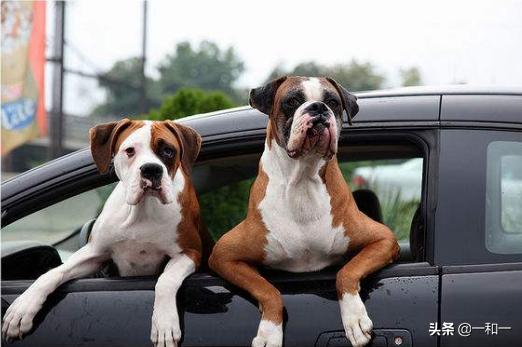 车辆涉水该怎么正确操作,涉水开车惯用的几个技巧