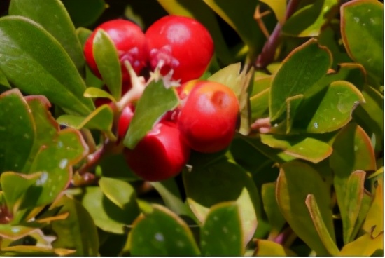 名寿堂祛斑套多少钱,名寿堂的祛斑产品是真的假的