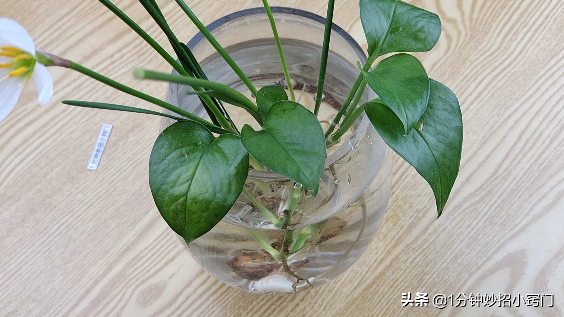 家里摆放绿萝这4个位置不能放,大绿萝摆放十大禁忌