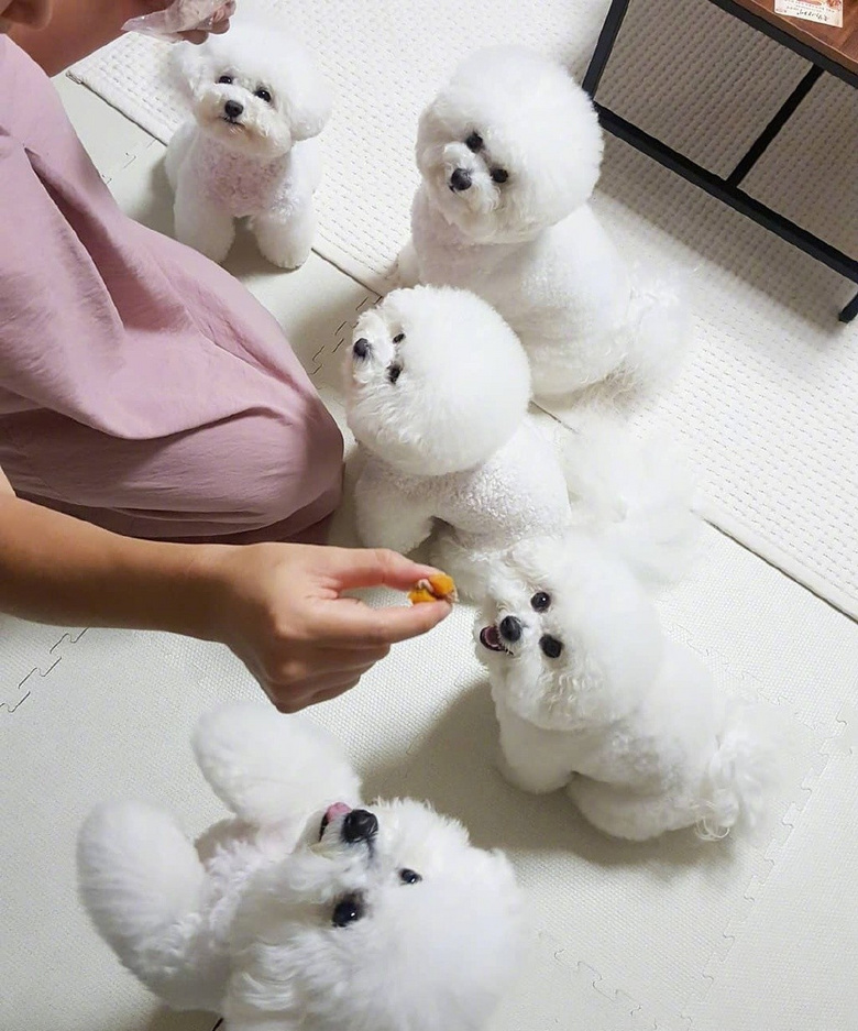 比熊犬好养活吗知乎,比熊犬好饲养吗知乎