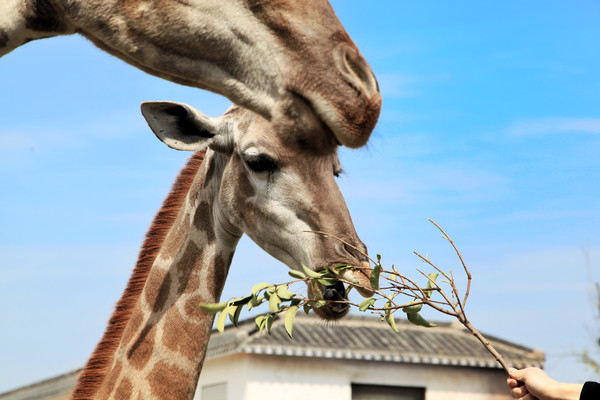 春游江淮请你来滁州版,春游江淮等您来