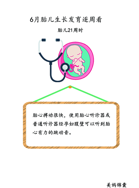 胎儿21周至23周的变化,胎儿21天的样子