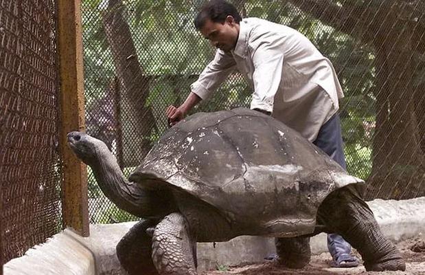 乌龟为什么能活那么多,乌龟为什么能活得那么长时间