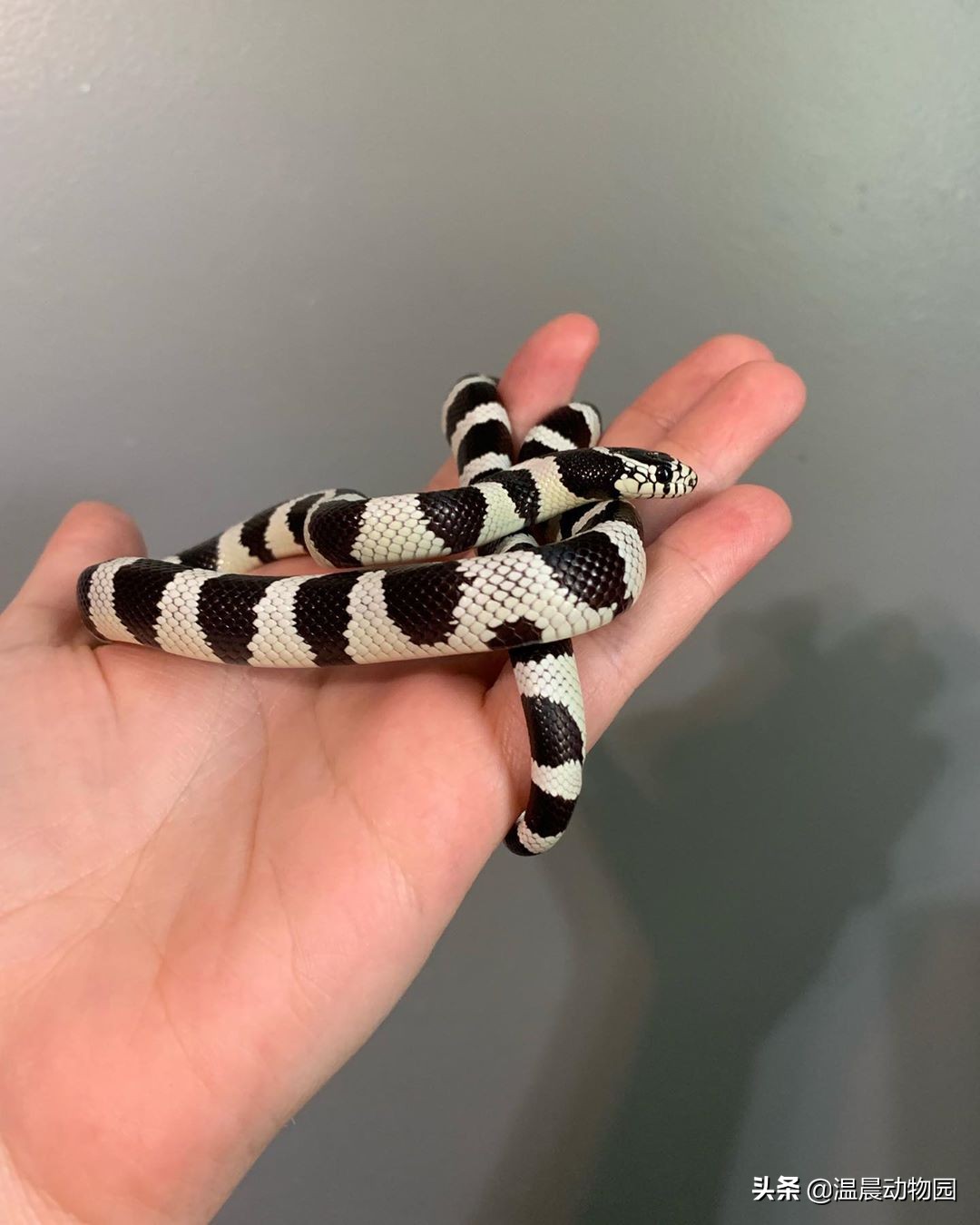 养蛇技巧和注意事项,养蛇的方法与注意事项