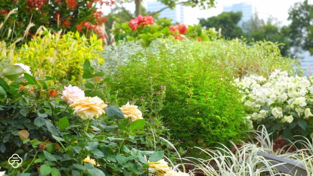 干货分享种植小技巧,混合花境设计与种植建议
