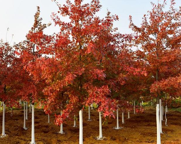 最有前景的5大苗木,彩色苗木有哪些品种
