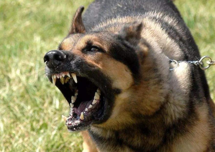 狗传染上狂犬病一天内会有症状吗,被动物咬了感染狂犬病有什么症状