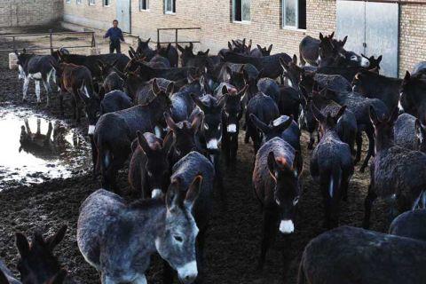 养驴发家致富能人,矿山老板致富项目