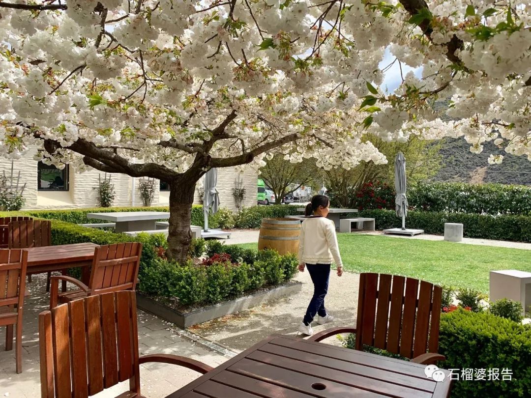 旅行7天,新西兰霍比特人村游记