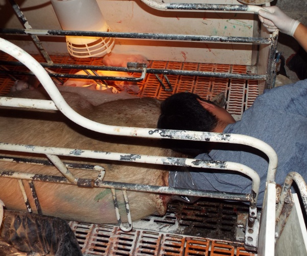 养猪母猪有炎症一招搞定,猪场常用7种母猪诱情措施