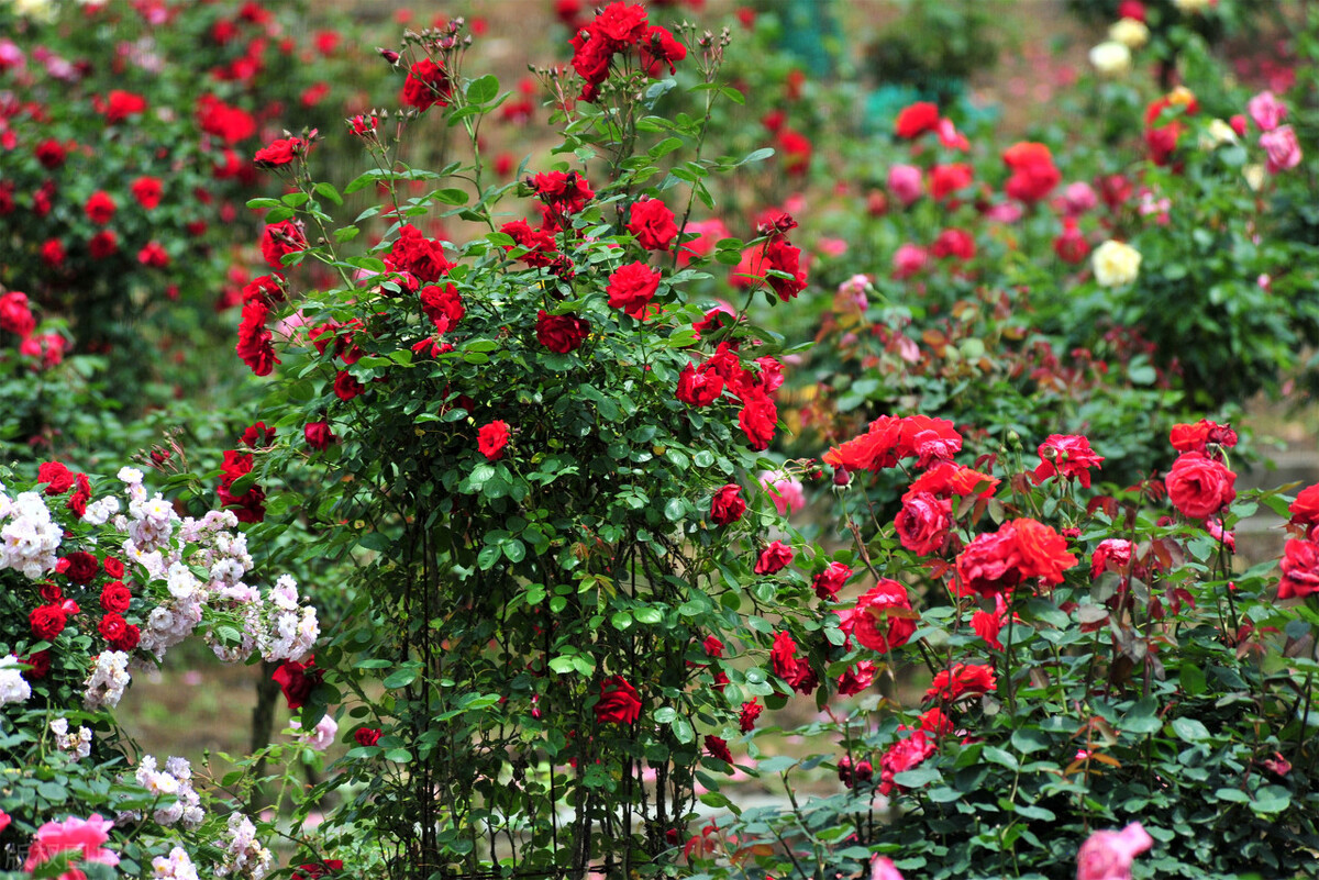 狼牙棒花可以栽家里吗,狼牙棒适合种什么花