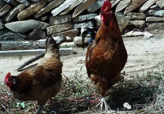 怎么样才能知道土鸡是什么样的,如何知道土鸡缺少什么营养