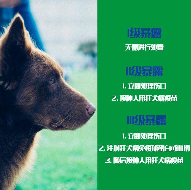 被狗舔了裤子不洗会感染狂犬病吗,被什么狗咬伤会得狂犬病