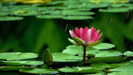 荷叶效应视频大全,荷叶效应原理运用在哪些方面