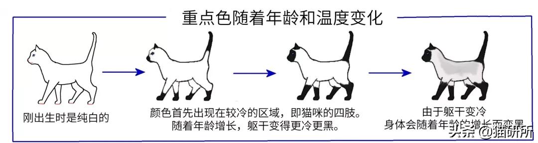 猫咪的花纹是怎么长出来的,猫咪身上的花纹有多奇葩