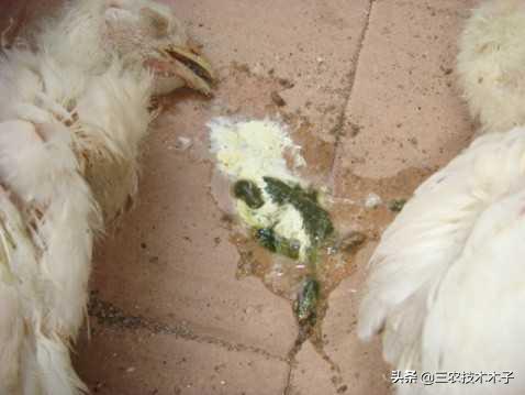 死亡率高达80%到90%的新城疫，养鸡人最怕的病，这两种药能帮到你