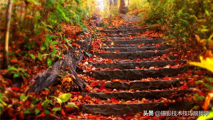 秋季拍摄枫叶小技巧,秋天枫叶拍照姿势大全