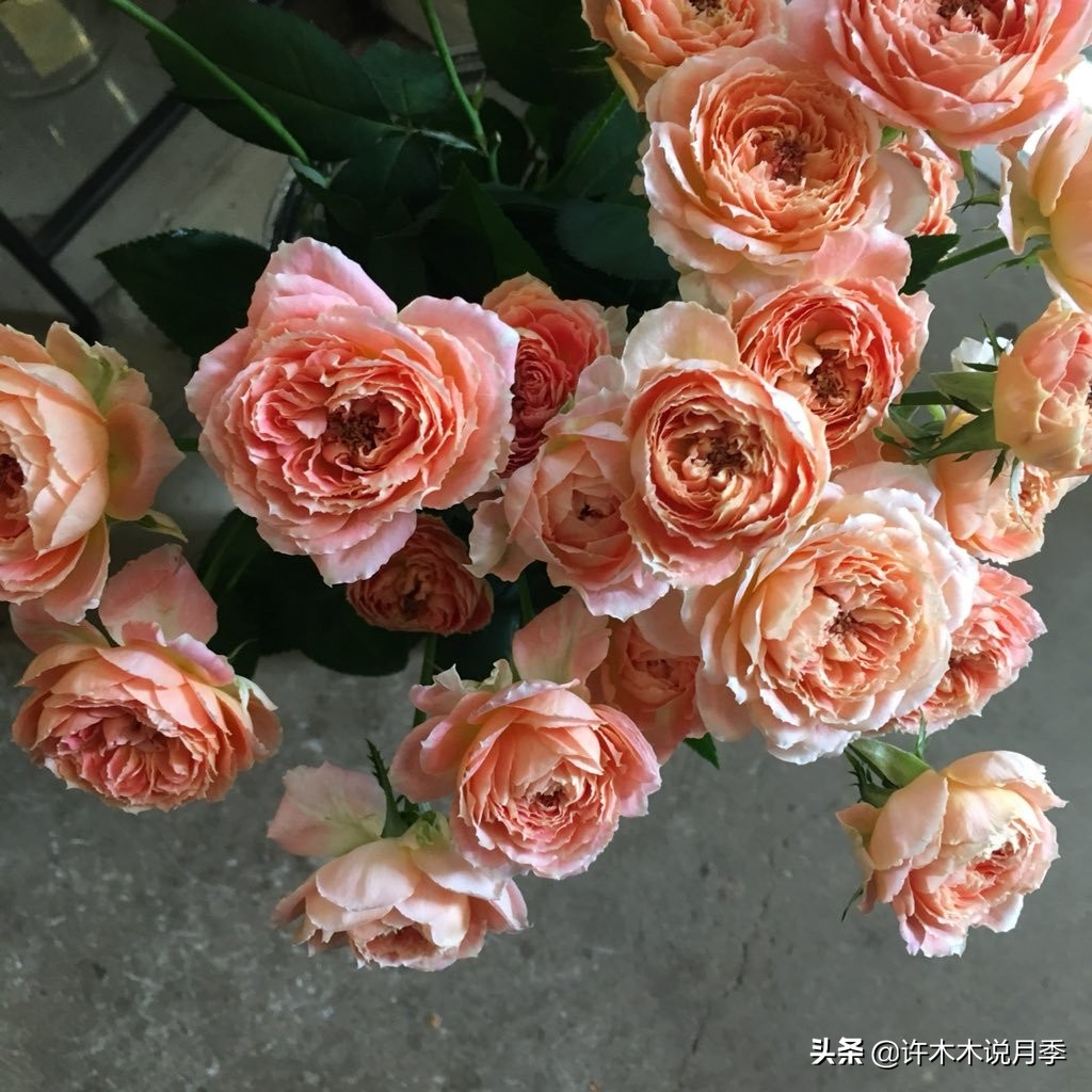 月季生病了用什么药效果好,月季可以打什么药预防