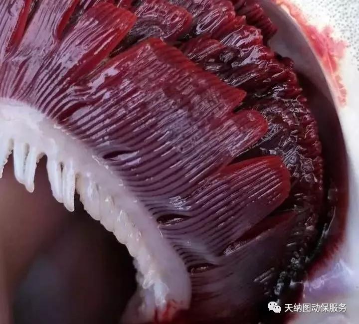 烂鳃是什么原因引起,锦鲤烂鳃什么原因