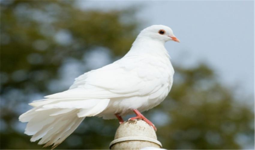 鸽子的养殖方法和注意事项和禁忌,鸽子的养殖技术与注意事项