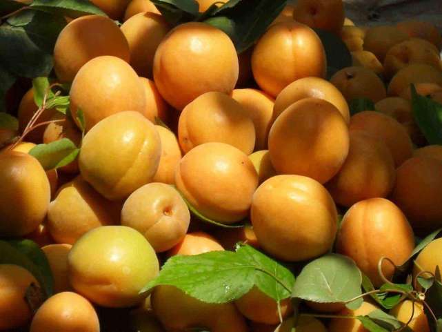 狗狗能吃桔子芦柑之类的水果吗,对狗狗来说这6种水果可致命